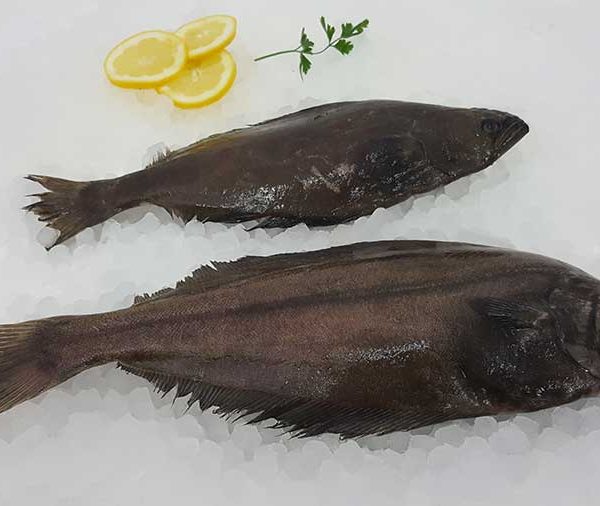 FLETAN-NEGRO-WHL
